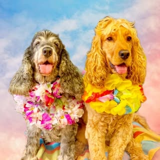 Winston & Betty | Cocker Spaniels