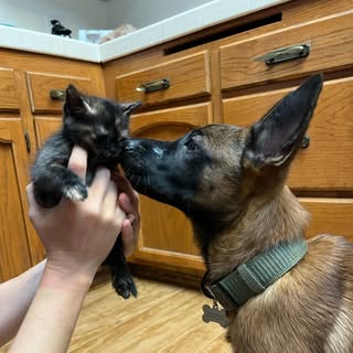 Delta Force Animal Mission Corp California Nonprofit