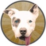 Blue Dog Rescue