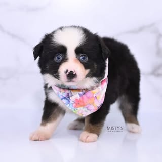 vicky.toyaussie
