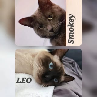 Leo & Smokey | Petfluencers ☆ UGC