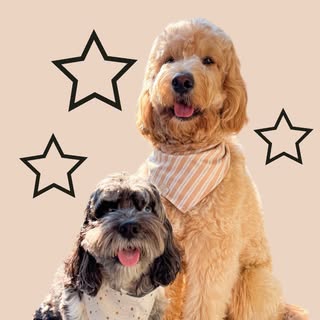 Obi & Endor the doods ⭐️
