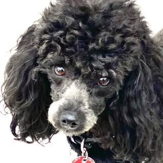⭕️ PERI WINKLE POODLE