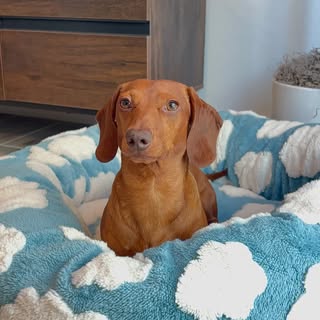 Churro the Winnie