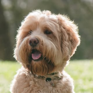 Fab Freddie 🐾