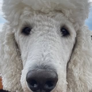 Bruce Braveheart White prince of Amsterdam