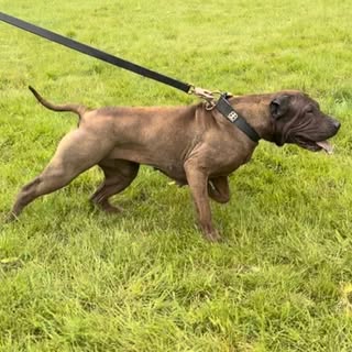 Ajs_sharpei