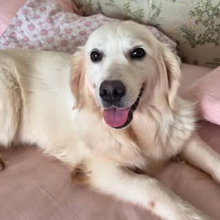 Olive_theadorablegolden