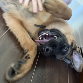 Max the Smart German Shepherd Dog