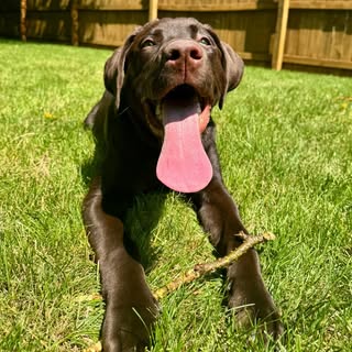 Maverick