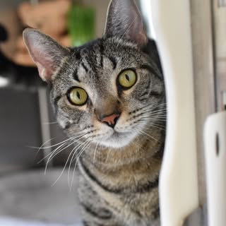 Friendsofbaltimorecountycats