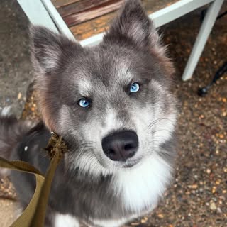Mochi 🍡