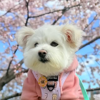 ᴍɪʏᴀ 宮 | ʙɪᴄʜᴏɴ ᴘᴏᴍ 🐾