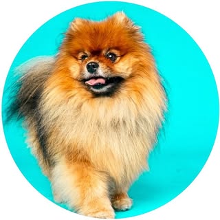 𝗞𝗟𝗔𝗨𝗦 𝗧𝗛𝗘 𝗣𝗢𝗠 🐶 | 𝗙𝗔𝗦𝗛𝗜𝗢𝗡𝗜𝗦𝗧𝗔