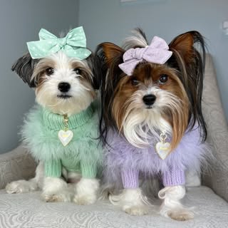 Ellie + Maisie | Biewer Pups