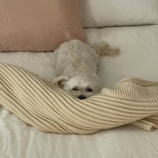 MOCHI 🐶