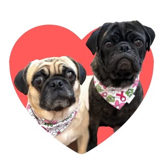 Rosie & Norman the pugs
