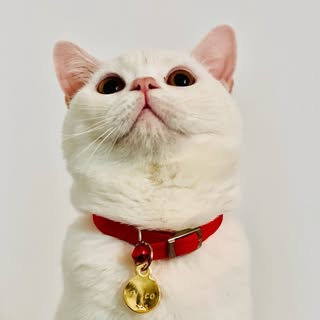 Nico the Cat 🐾 Digital Creator