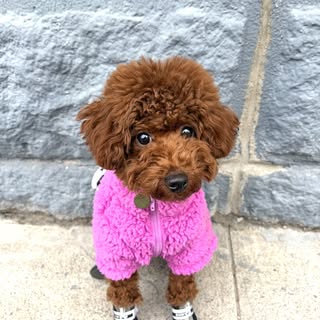 Arzo Beau || Toy Poodle