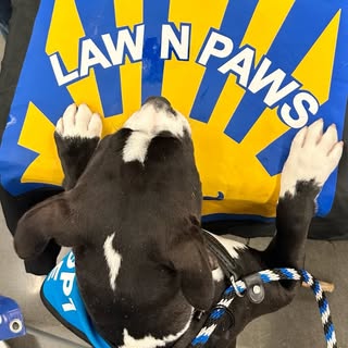 LawNPaws