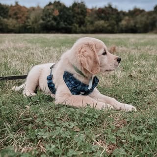 Alfred ~ Dog Influencer ~ UGC Content Creator