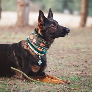 Lottie | Dog Influencer | Content creator | UGC creator