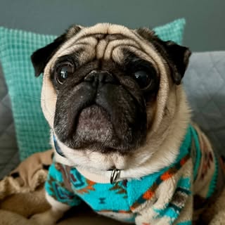 Max² the Pug