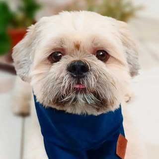 PAÇOCA - O Paçoquito_oficial / Pet Influencer