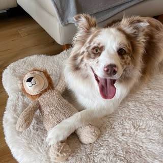Tara 🐾 Red Merle Border Collie