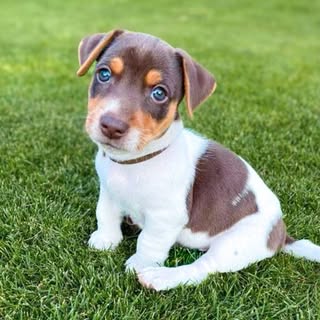 Jack Russel Noga