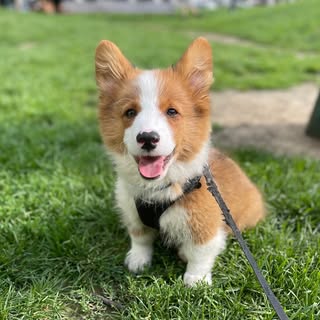 Tater Tot