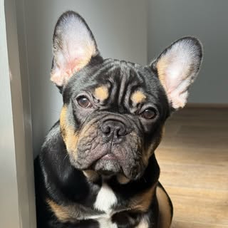Luna | French Bulldog ✨🐾