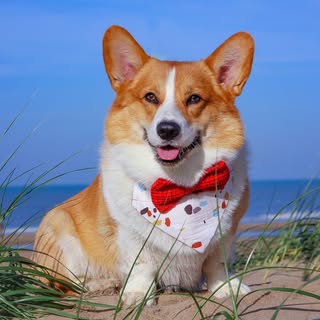 JAMIE | THE CORGI