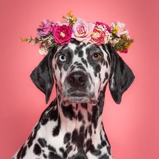 Charlie Blue the Dalmatian ๐ฆ