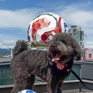 Vader The Mini Doodle