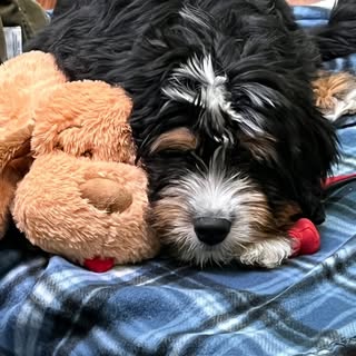 Bailey Bear