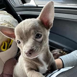 Wally the Chihuahua