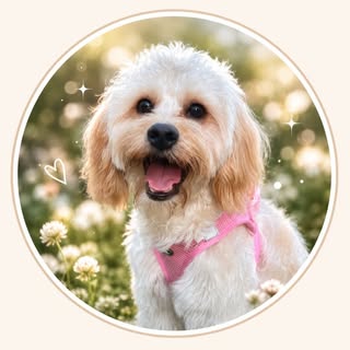 Skye the Maltipoo