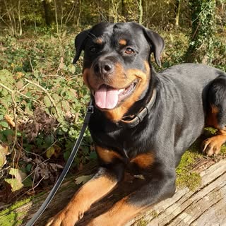 Senna #rottweiler#