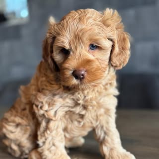 Tobey