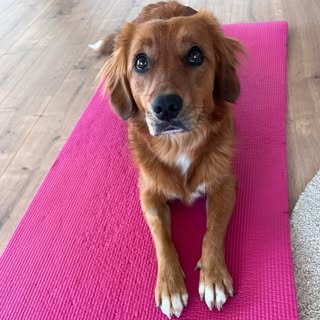 Pippins - toller & stabyhoun mix