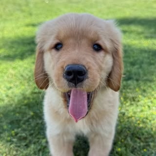 Bagel The Golden