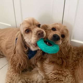 Biscotti & Moose