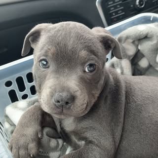 Skye the Blue Staffy