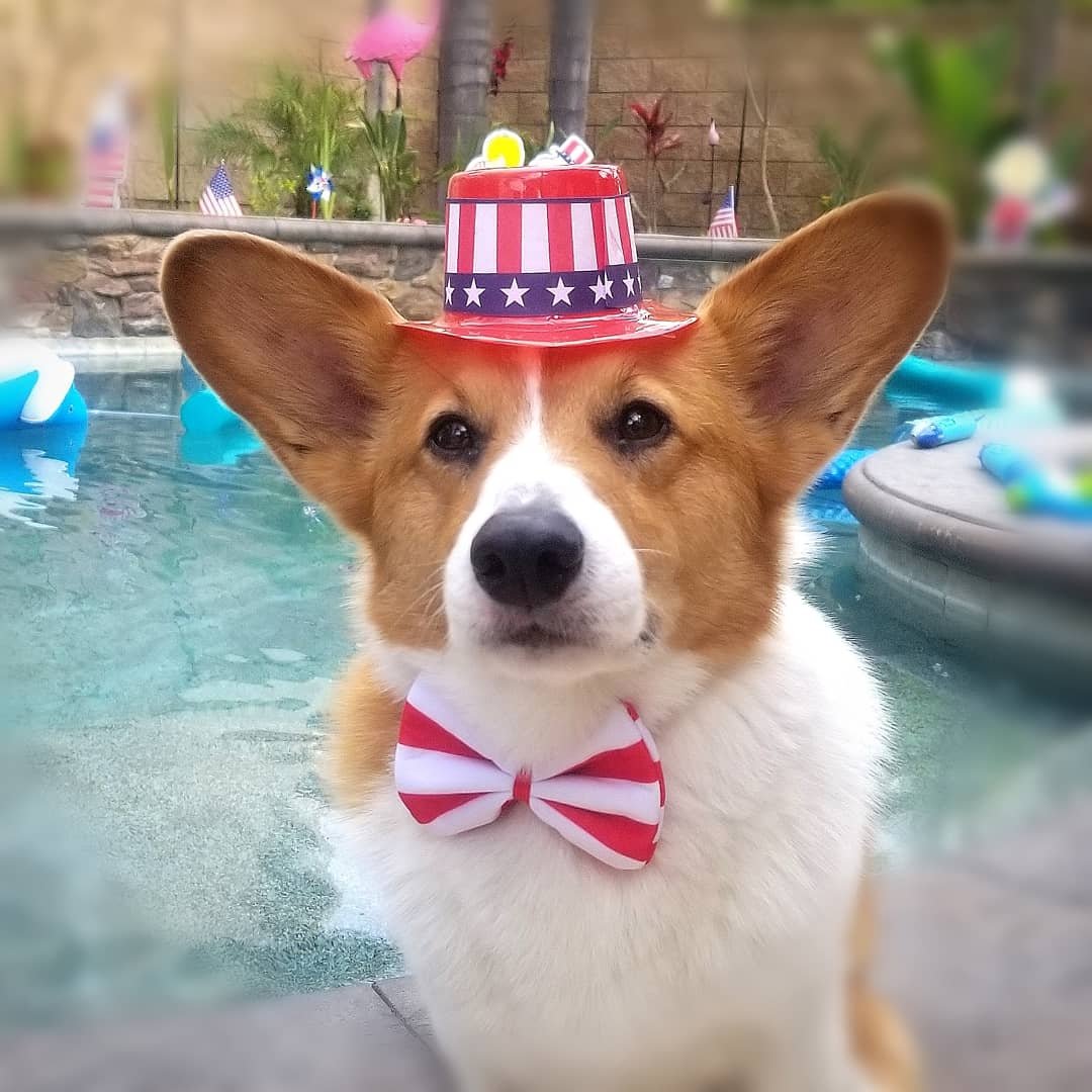 Dutch the Corgi