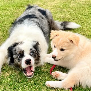 Rosie & Willow | Border Collies