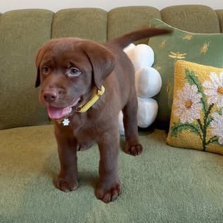 🌼 Daisy | Chocolate Lab Puppy