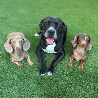Mila, Abby & Audrey | Mini Dachshunds + Pitbull Mix
