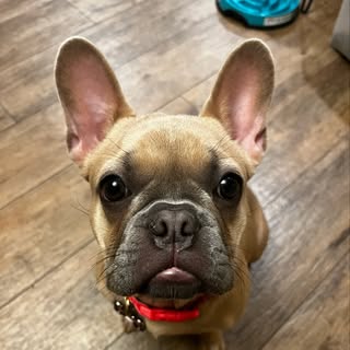 Mia