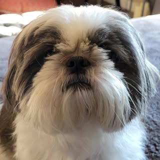 shihtzu_mcfatty